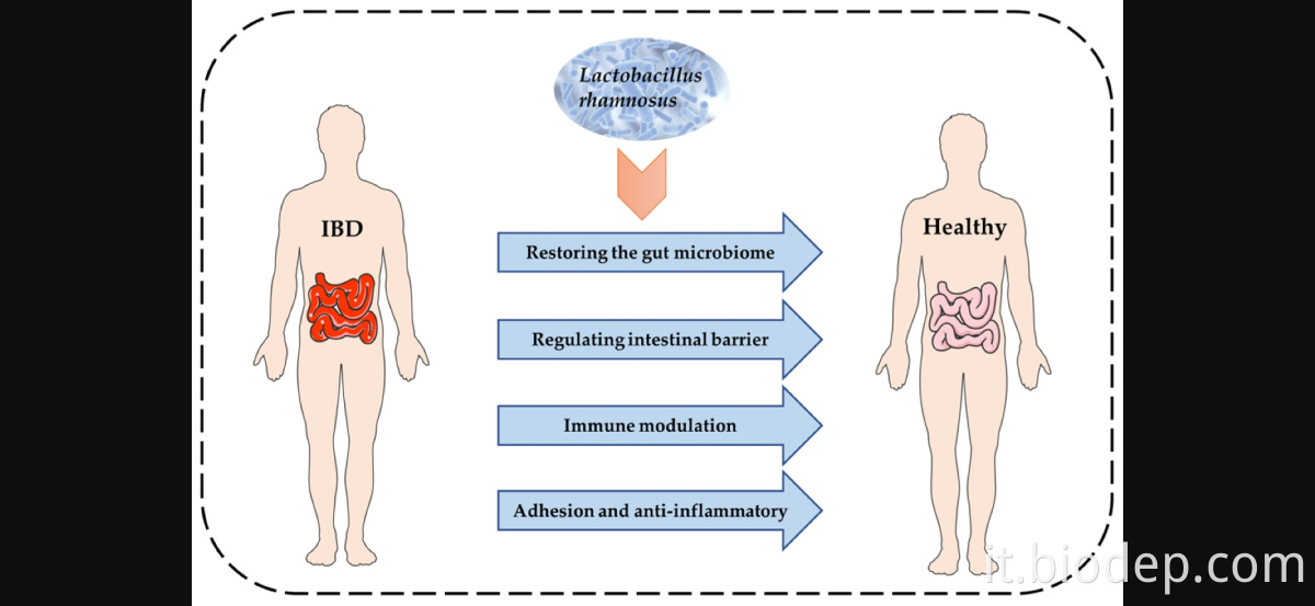 Lactobacillus rhamnosus1 Lactobacillus Rhamnosus1